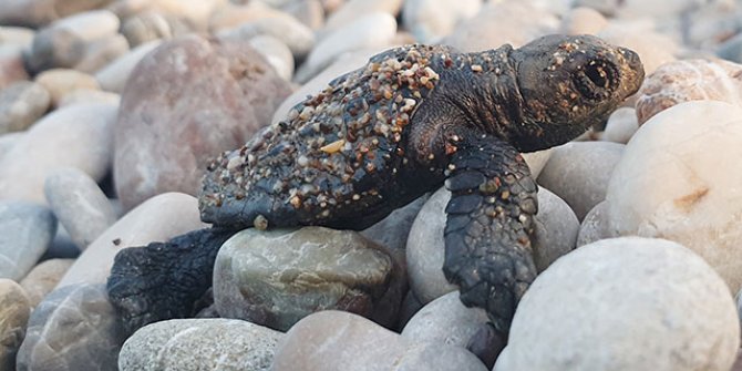 Çıralı'da bu sezon 3 bin 100 caretta caretta denizle buluştu