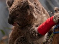 Avustralya'da koala katliamı