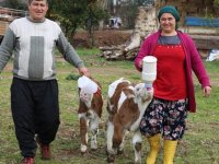 Sevgililer Günü'nde tektaş yerine seçtiği buzağıyla çiftlik kurdu.
