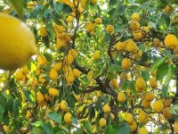 Limon ihracatı ön izne bağlandı