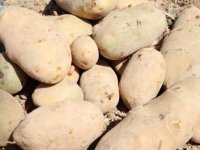 Gıda sanayisi için yerli iki patates çeşidi geliştirildi