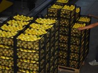 Tarım ve Orman Bakanlığından 10 bin ton limon ihracatına izin