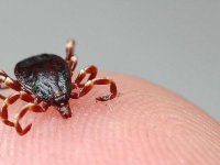 KKKA hastalığı nedir? Kırım Kongo Kanamalı Ateşi hastalığı belirtileri neler?