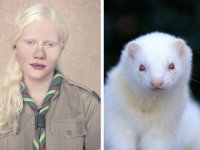 Albino nedir?