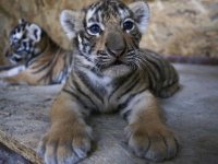 Aslan Park ailesine iki yavru Bengal kaplanı daha katıldı