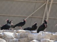 'Bereketin sembolü' kelaynaklarda yüksek yavru beklentisi