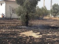 Bodrum'da çıkan yangında arı kovanları zarar gördü