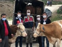 Tokat'tan çaldıkları büyükbaşları Ordu'ya götüren zanlılar yakalandı