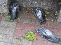 Kadıköy'de dolu nedeniyle kuşlar öldü