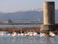 Muğla'nın erkenci flamingoları
