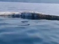 İskenderun Körfezi'nde balıkçıların kamerasına bu kez de ölü balina takıldı
