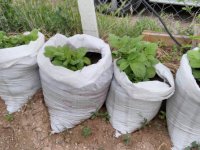 Çuvalda patates dikilir mi? Çuvalda patates olur mu? Çuvalda patates yetiştirmenin püf noktası