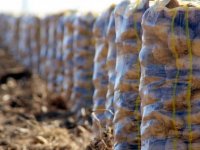Patates fiyatları neden arttı