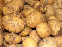 Rekabet'ten patates ve soğan fiyatlarına takip