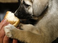 Köpek yavrularını donmaktan kurtardılar
