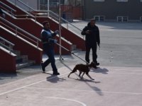 Okula giren pitbull 5 öğrenciyi hastanelik etti