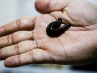 Sülüklerin nesli tükenme tehlikesiyle karşı karşıya