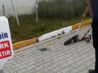 Hastane bahçesindeki yılan korkuttu