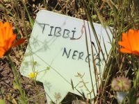 İlaç sanayi için tıbbi çiçek üretiyorlar