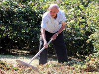 92 yaşındaki Ali dede 'yeşil altın'ın peşinde