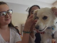 'Tebeşir' isimli köpek öğrencilerle derse girdi