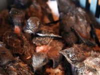 Ebabil yavrularını besleyecek gönüllü aranıyor
