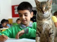 Derslere giren kedi 'Tarçın' teneffüslerde yavrularıyla ilgileniyor