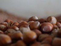 Fındık ihracatında rekor bekleniyor
