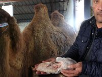 Devenin sucuğundan sonra diline de büyük ilgi