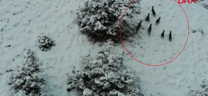 Yaban keçileri havadan böyle görüntülendi