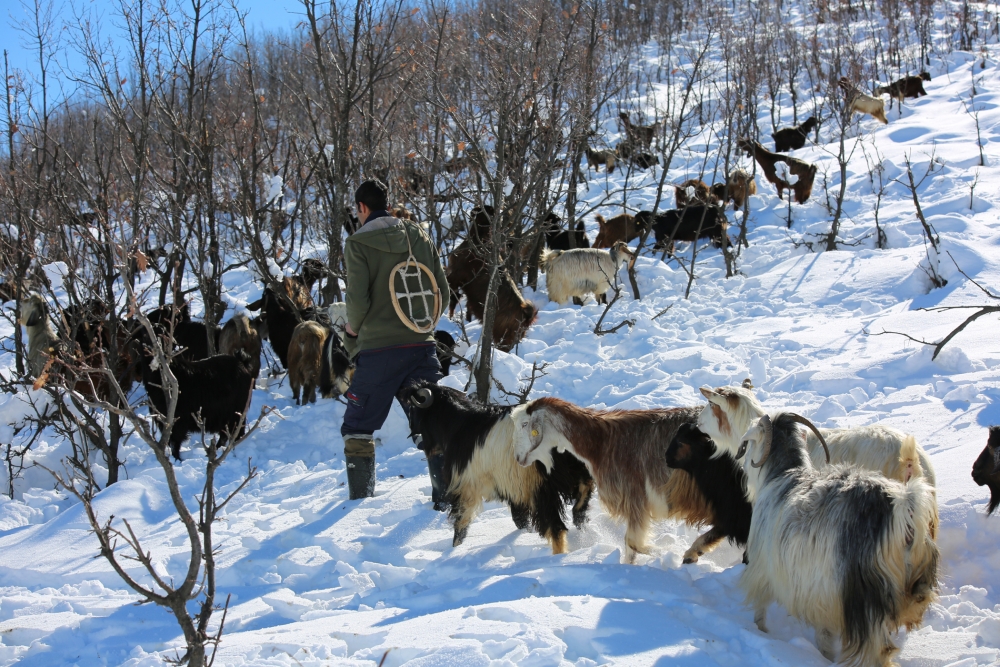 Munzur Dağı eteğinde, keçilerin karda zorlu yolculuğu galerisi resim 1