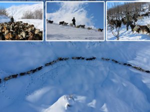 Munzur Dağı eteğinde, keçilerin karda zorlu yolculuğu