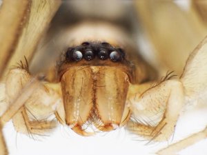 Kahramanmaraş'ta yeni örümcek cinsi keşfedildi