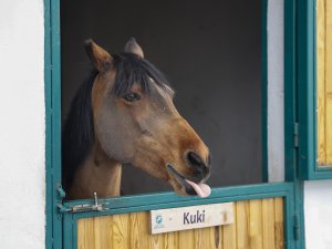 Şampiyon at Kuki ahırının kapı kilidini ağzıyla açıp arkadaşlarının yemi