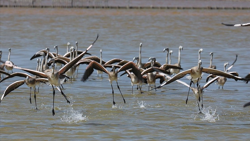 İki aylık flamingolar "kreşte" uçmayı öğreniyor galerisi resim 1