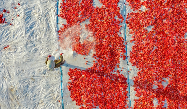 Diyarbakır'da kurutmalık domates mesaisi başladı galerisi resim 2