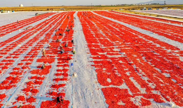 Diyarbakır'da kurutmalık domates mesaisi başladı galerisi resim 3