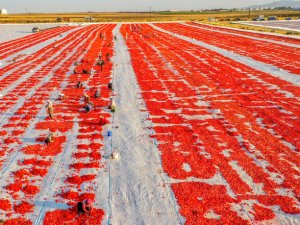 Diyarbakır'da kurutmalık domates mesaisi başladı