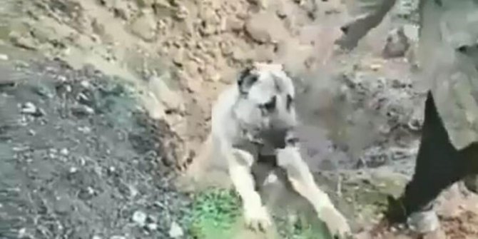 Bu görüntü sosyal medyayı ayağa kaldırmıştı: O köpeğin sahibi serbest kaldı