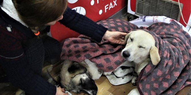 Yağmur ve soğuktan etkilenen üç köpeği battaniyeyle ısıttılar