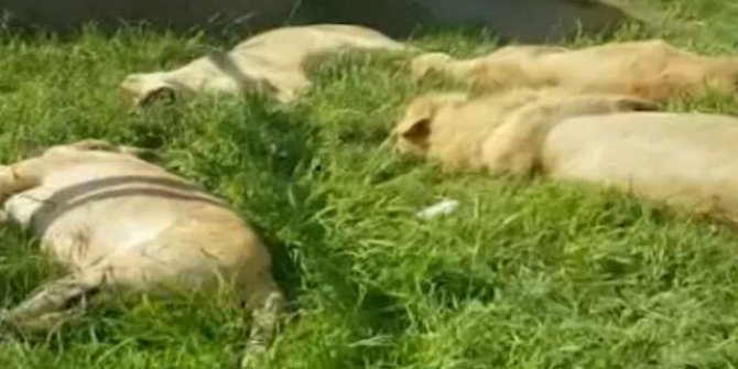 Güney Afrika’da büyü için aslanları katlettiler