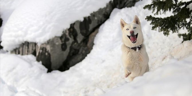 Sibirya kurdu 'Fıstık'ın ilk kar sevinci