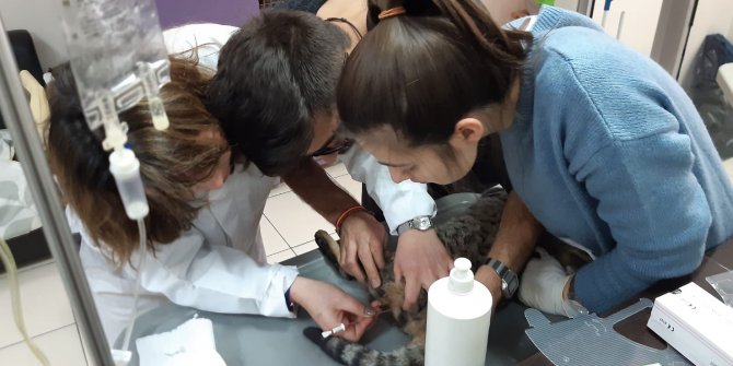 Keçiören'de yaralı kediye tedavi