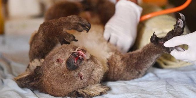 Avustralya'da koala nesli tükenme tehlikesiyle karşı karşıya