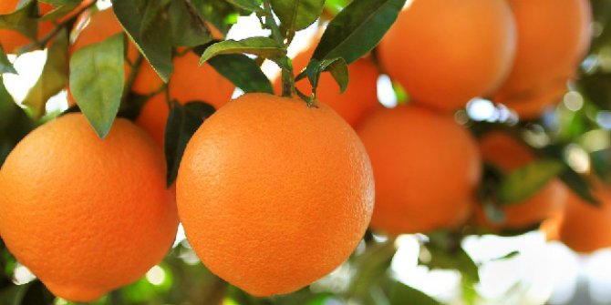 TİGEM’den satılık 2 bin ton portakal: Kilosu 2.25 TL
