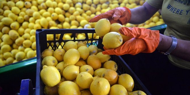 Türkiye'den ocak ayında 31,4 milyon dolarlık limon ihraç edildi