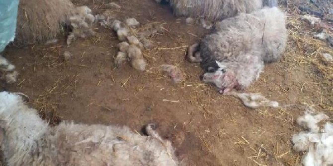 Köye inen kurtlar, 13 koyunu parçaladı