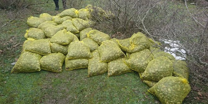 Yunanistan'a kaçırılmak istenilen 750 kilo midye, ormanlık alanda bulundu