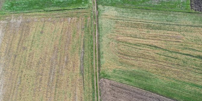 Edirne'de yüksek kesimlerde etkili olan zirai don buğday ve arpada zarara neden oldu