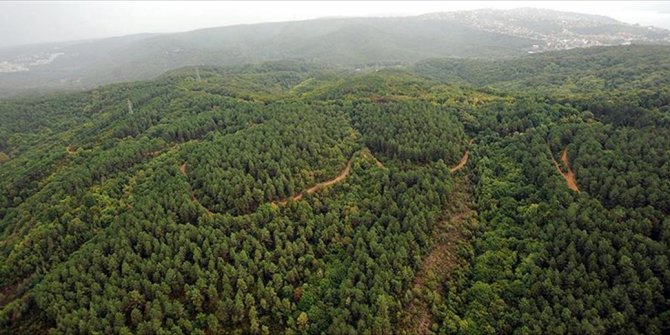 Türkiye'nin orman varlığını artırma ve ağaçlandırmadaki başarısı BM tarafından da tescillendi